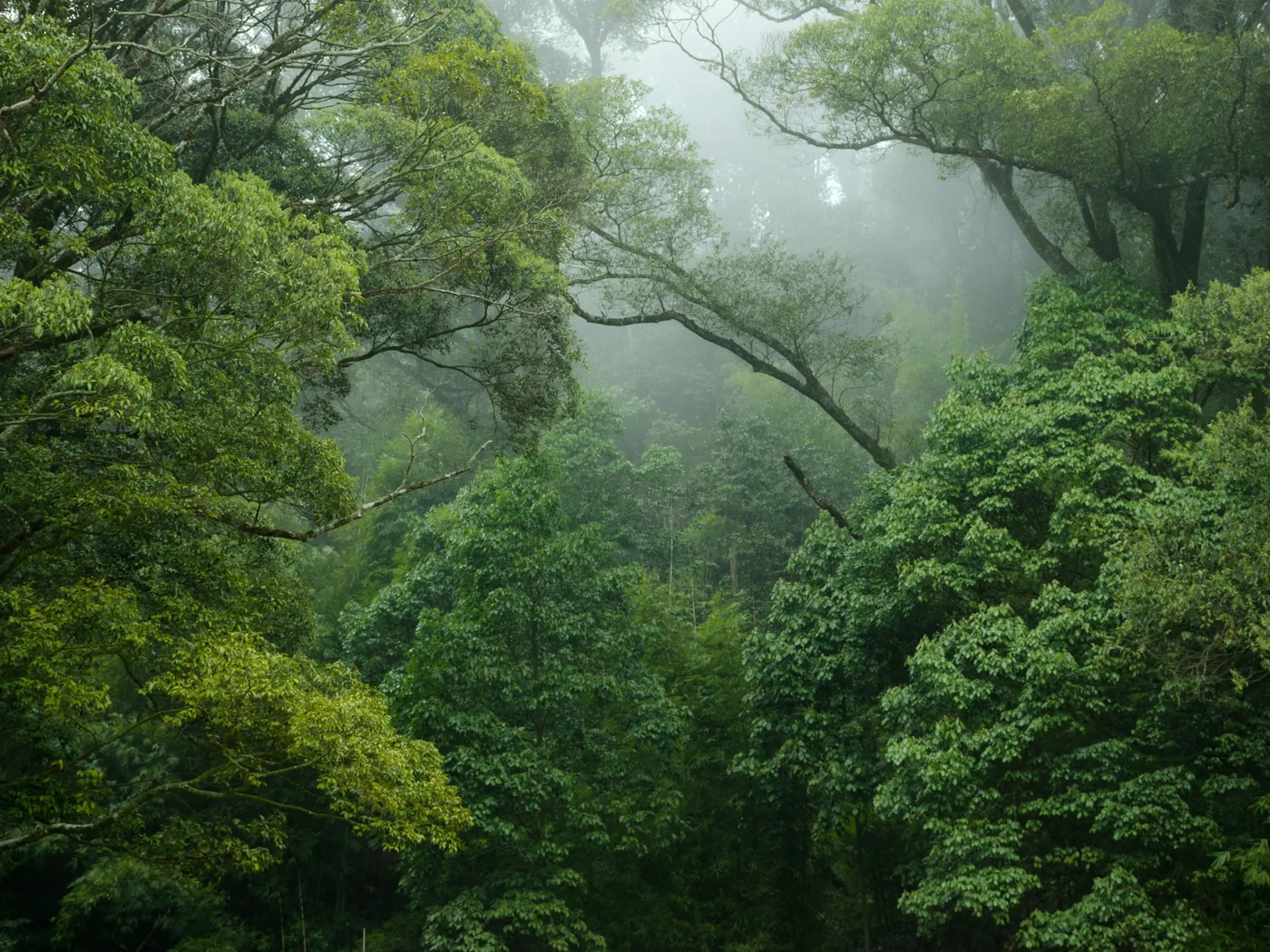 Sunlight through the layered canopy of a tropical forest