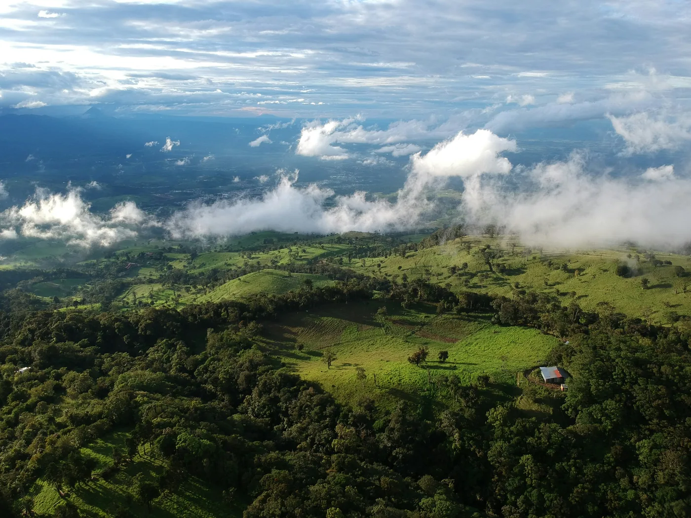 Misty green cloud forest canopy in Monteverde